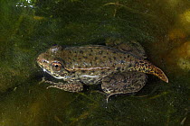 Green frog (Rana clamitans) nearly fully metamorphosed showing remnants of tadpole tail, New York, USA, captive