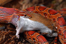 Corn snake (Pantherophis guttatus / Elaphe guttata) feeding on a mouse, captive