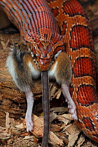 Corn snake (Pantherophis guttatus / Elaphe guttata) feeding on a mouse, captive