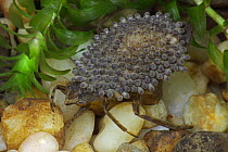 Male Giant water bug (Belostomatidae family) carrying eggs on back, captive