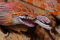Corn snake (Pantherophis guttatus) feeding on a mouse, feet sticking out of mouth, captive
