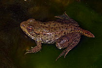 Green frog (Rana clamitans) nearly metamorphosed frog showing remnants of tadpole tail, New York, USA, captive