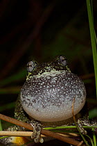 Grey tree frog (Hyla versicolor) calling to attract mate, New York, USA