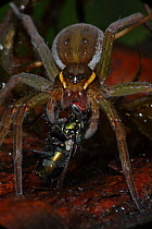 Raft spider (Dolomedes spp) feeding on a fly, New York, USA