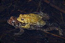 American toad (Bufo americanus) pair in amplexus laying eggs, New York, USA