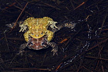 American toad (Bufo americanus) pair in amplexus, laying eggs, New York, USA