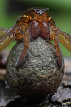 Raft spider (Dolomedes spp) with egg sac, New York, USA