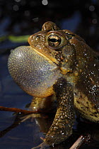 American toad (Bufo americanus) male calling to attract female, New York, USA