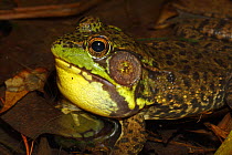 Green frog (Rana clamitans) male calling to attract mate, New York, USA