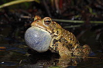 American toad (Bufo americanus) male calling to attract female, New York, USA