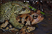 American toad (Bufo americanus) pair in amplexus, New York, USA