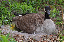 Canada goose (Branta canadensis) on nest with newly hatched gosling, New York, USA
