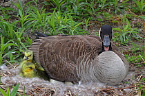 Canada goose (Branta canadensis) on nest with newly hatched goslings, New York, USA