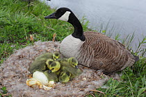 Canada goose (Branta canadensis) next to nest with newly hatched chicks, New York, USA