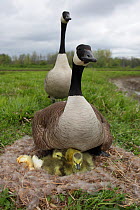Canada goose (Branta canadensis) on nest with hewly hatched chicks, New York, USA