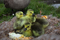 Canada goose (Branta canadensis) newly hatched goslings in nest, New York, USA