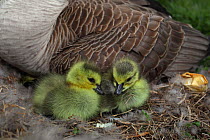 Newly hatched Canada Goose (Branta canadensis) goslings in nest, New York, USA