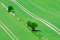 Aerial view of young arable crop sprouting in neat parallel rows, with fence line and a few small trees separating two fields, Wiltshire, UK, spring.