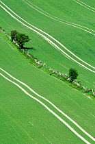 Aerial view of young arable crop sprouting in neat parallel rows, with fence line and a few small trees separating two fields, Wiltshire, UK, spring.