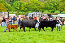 Bull, cow and calf Beef shorthorn cattle (Bos taurus) being shown off at North Somerset show, Wraxall, Nr Bristol, UK, May 2009