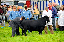 Judge inspecting a bull Dexter (Bos taurus), the smallest British breed of cattle, at North Somerset show, Wraxall, Nr Bristo, UK, May 2009