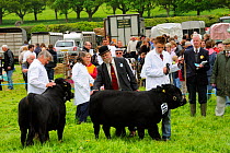 Judge inspecting a bull Dexter (Bos taurus), the smallest British breed of cattle, at North Somerset show, Wraxall, Nr Bristo, UK, May 2009