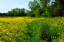 Footpath through a meadow filled with flowering Buttercups (Ranunculus acris), Wiltshire, UK, spring 2009.