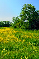 Footpath through a meadow filled with flowering Buttercups (Ranunculus acris), Wiltshire, UK, spring 2009.