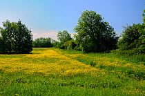 Meadow filled with flowering Buttercups (Ranunculus acris), Wiltshire, UK, spring 2009.