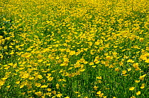 Meadow filled with flowering buttercups (Ranunculus acris), Wiltshire, UK, spring 2009