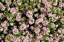 Daphne flowers (Daphne burkwoodii) in a Hertfordshire garden, UK, spring.