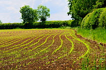 Arable field with young Maize / Sweetcorn seedlings (Zea mays) growing in neat parallel rows, Wiltshire, UK, late spring 2009