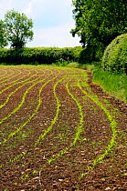 Arable field with young Maize / Sweetcorn seedlings (Zea mays) growing in neat parallel rows, Wiltshire, UK, late spring 2009