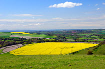 Rural Wiltshire landscape with fields of Oilseed rape (Brassica napus) in full bloom, UK, spring 2009