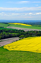 Rural Wiltshire landscape with fields of oilseed rape (Brassica napus) in full bloom, UK, spring 2009