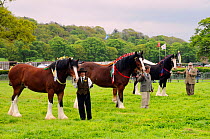 Shire horses (Equus caballus) being shown off in competition at North Somerset show, Wraxall, Nr Bristol, UK. May 2009