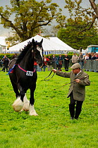 Shire horse (Equus caballus) being shown off in competition at North Somerset show, Wraxall, Nr Bristol, UK. May 2009