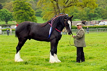 Shire horse (Equus caballus), winner of heavy horse competition at North Somerset show, Wraxall, Nr Bristol, UK. May 2009