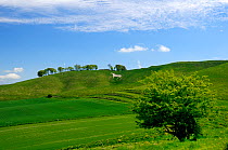 Cherhill white horse, first cut into chalk downland in 1780, Wiltshire, UK, spring 2009