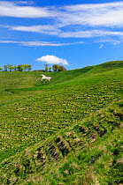 Cherhill white horse, first cut into chalk downland in 1780, Wiltshire, UK, spring 2009