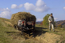 Farmer with traditional horse drawn cart loaded with hay, near Zarnesti, Transylvania, Southern Carpathian Mountains, Romania, October 2008