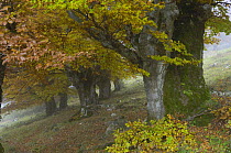 Old beech trees (Fagus sp) in autumn, Piatra Craiului NP, Transylvania, Southern Carpathian Mountains, Romania, October 2008