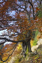 Old beech tree (Fagus sylvatica) in autumn, Piatra Craiului NP, Transylvania, Southern Carpathian Mountains, Romania, October 2008