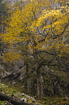 Maple tree (Acer) with yellow leaves in autumn, Valea Crapaturii, NP Piatra Craiului, Transylvania, Southern Carpathian Mountains, Romania, October 2008