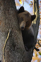European brown bear (Ursus arctos) in tree, captive, Private Bear Park, near Brasov, Romania, October 2008
