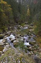 Mountain stream, Bicaz, Cheile Bicazului-Hasmas National Park, Carpathian Mountains, Transsylvania, Romania, October 2008