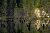 Landscape reflected in Red Lake with tree stumps sticking out of water, Cheile Bicazului-Hasmas National Park, Carpathian, Transsylvania, Romania, October 2008