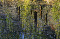 Tree stumps sticking out of water in Red Lake with reflections, Cheile Bicazului-Hasmas National Park, Carpathian, Transsylvania, Romania, October 2008