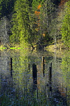 Tree stumps sticking out of water, with reflections, Red Lake, Cheile Bicazului-Hasmas National Park, Carpathian, Transsylvania, Romania, October 2008