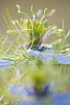 Love-in-a-mist / Devil-in-the-bush / Jack-in-the-green (Nigella damascena) close-up of flower, San Marino, May 2009